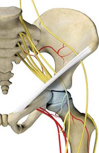 Hip Anatomy